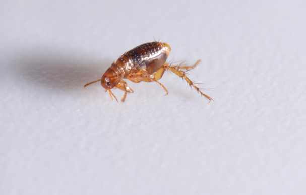 blecha obecná